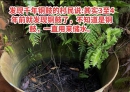 发现千年铜鼓的村民苏健军说:其实3至4年前就发现铜鼓了，不知道是铜鼓，一直用来储水