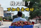 北流荔枝收购情景图