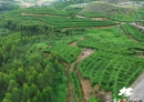 北流：“山坡百香果”丰收上市、香飘全国
