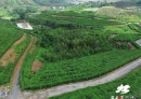 北流：百香果上山，荒坡变“金果园”