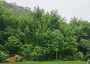 人间小满