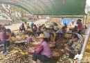大坡外镇：黄心木薯成增收新引擎，点亮村民致富 “薯” 光