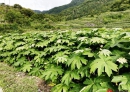 植物探秘，这两种是什么植物？