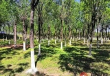 玉林一村民占林地建房，被罚款……..
