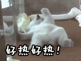 ce641cfde43f612e81ef9c8a21b234e4.gif