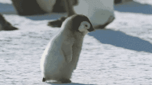 c053e9608688629bd4f7080c455ba1dd.gif