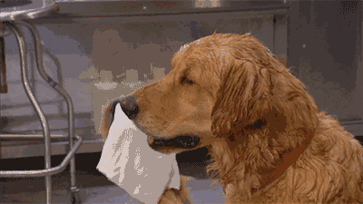 be1bacfc11e480ee2a396ce508c9d412.gif