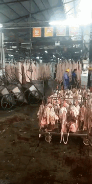 1a5a24103944e5a7a892a4745c3d9115.gif