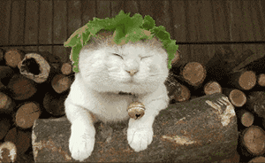 b81662cf29b5fa7dfda71e48cbc7b134.gif