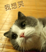 ebb8706851eca20e67a784f4adf79161.gif