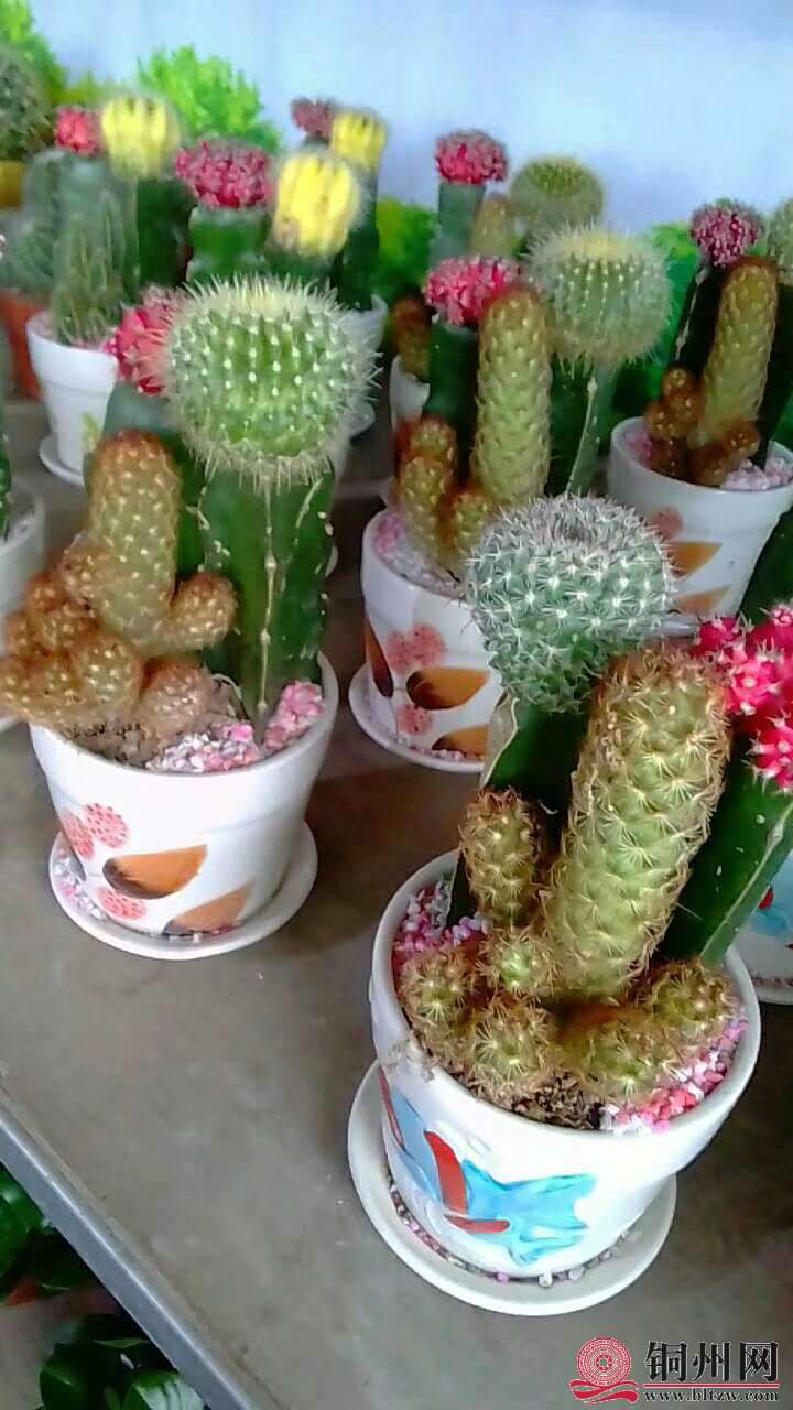 wechat_upload15706147215d9dadc127e7f