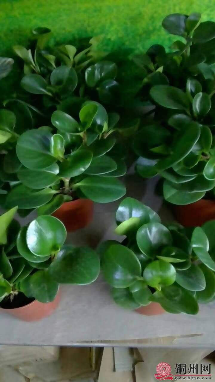 wechat_upload15706147225d9dadc24860c