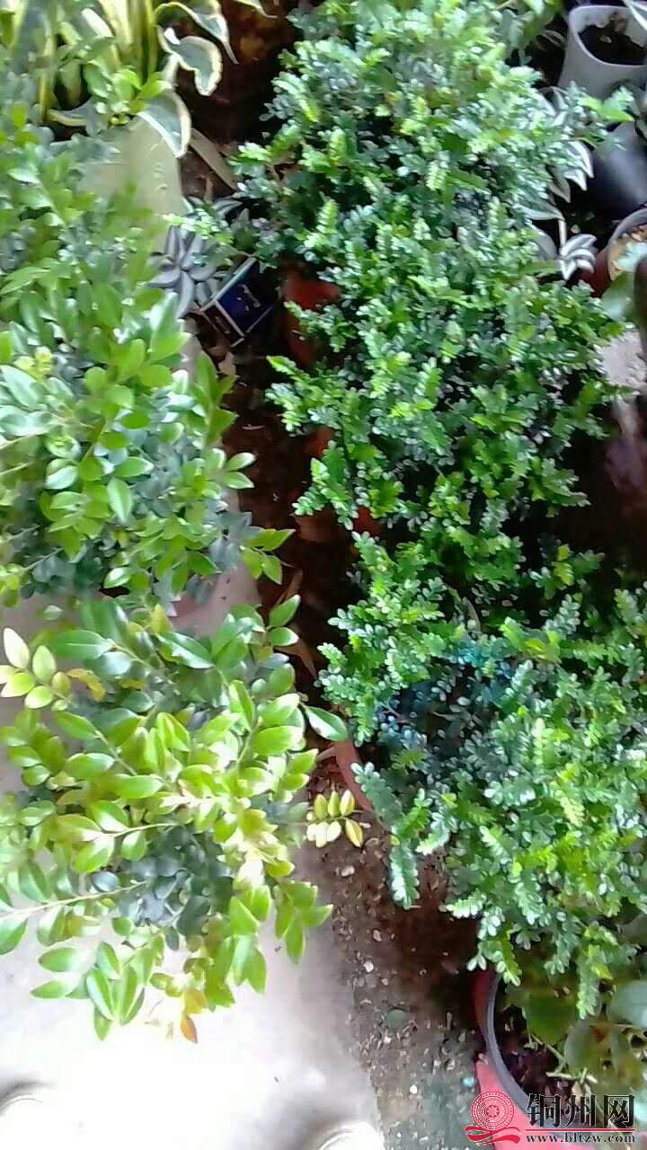 wechat_upload15706147695d9dadf15d5a8