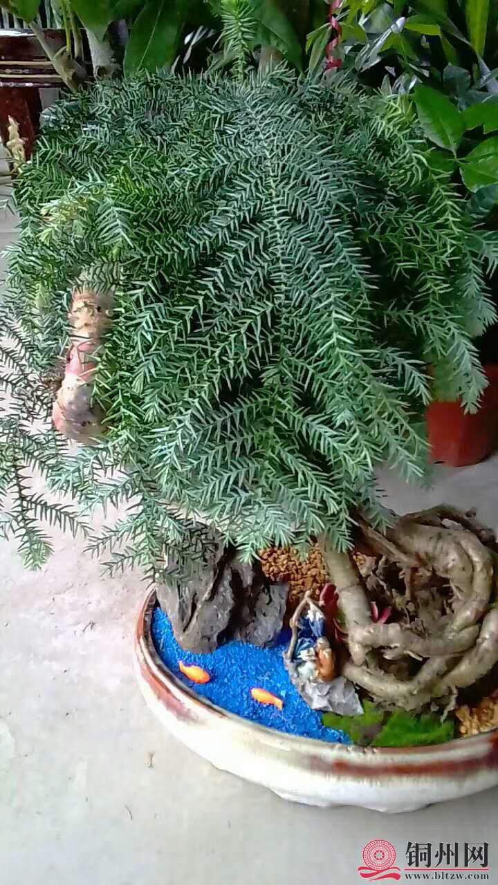 wechat_upload15706148095d9dae19ae2ef