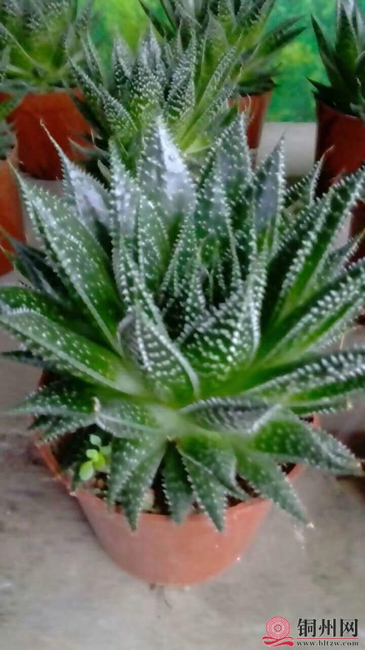 wechat_upload15706148105d9dae1ad635d