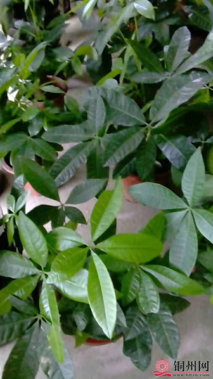 wechat_upload15706148105d9dae1a1af3c