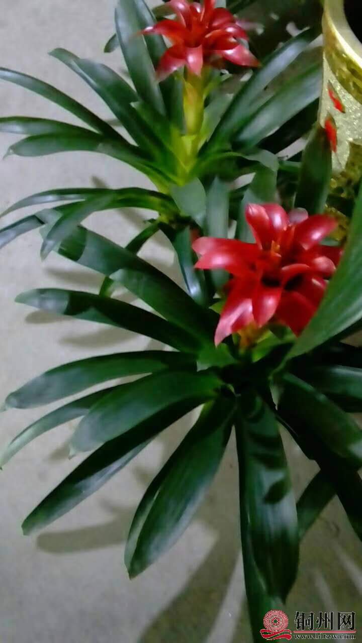 wechat_upload15706148115d9dae1b947c2