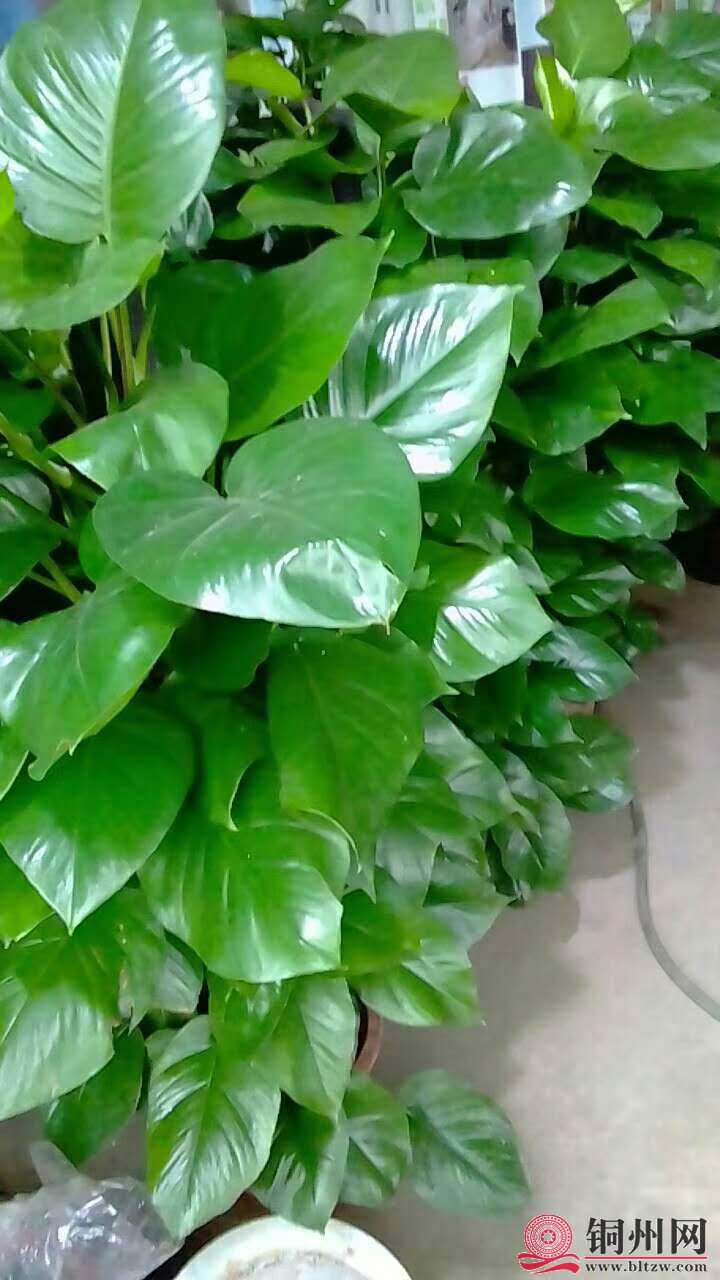 wechat_upload15706148115d9dae1be63f3