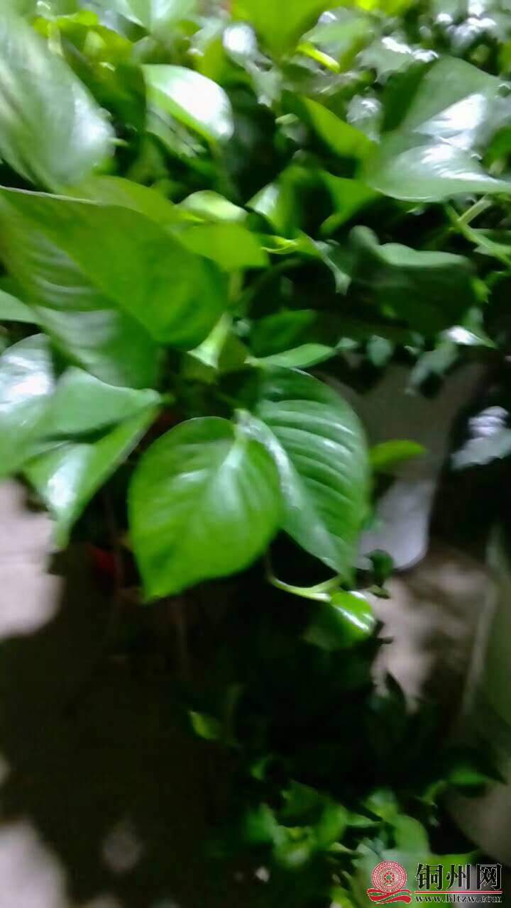 wechat_upload15706148125d9dae1c4520e