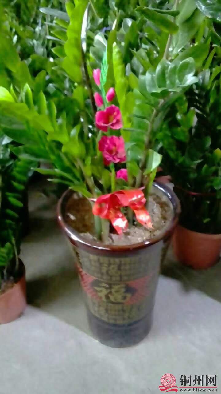 wechat_upload15706148125d9dae1ca5e55