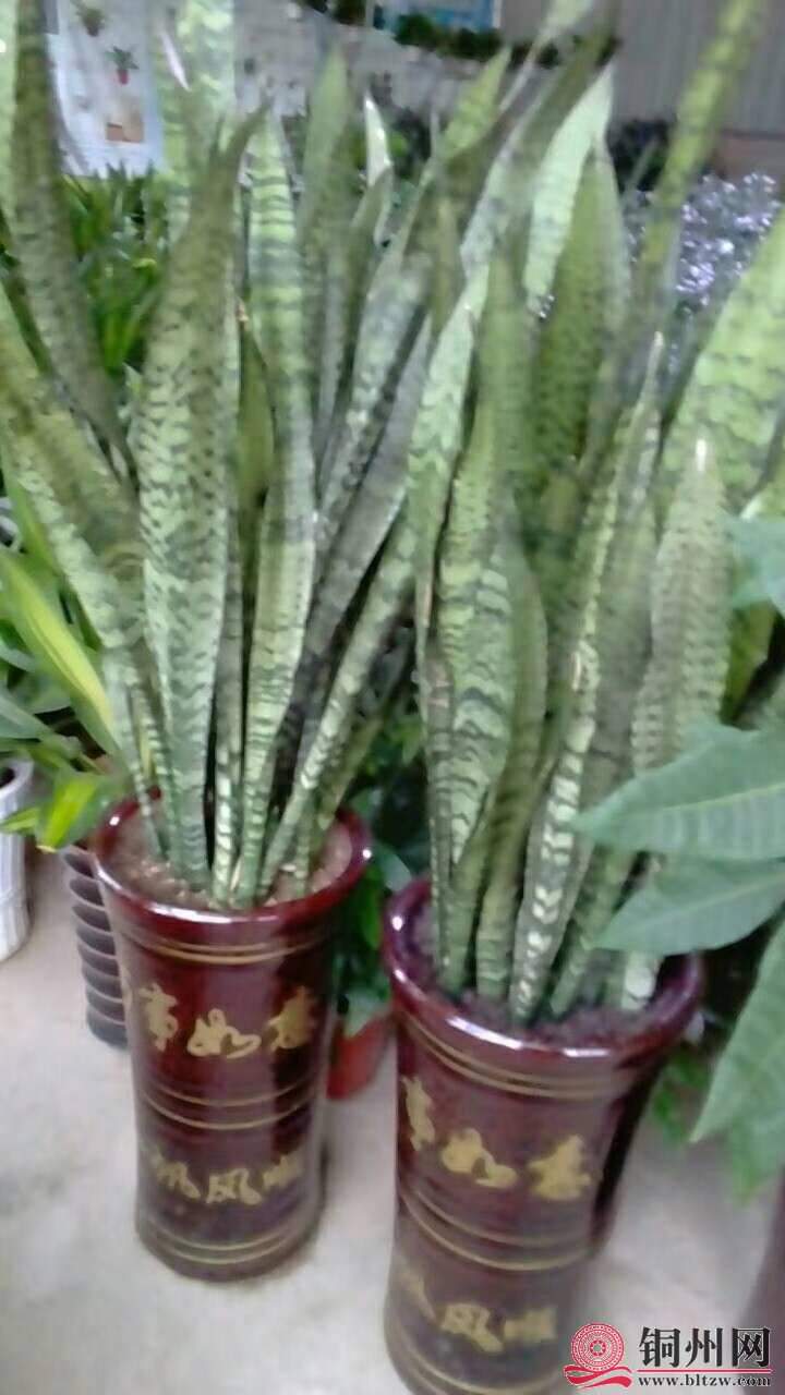 wechat_upload15706148505d9dae42f2f34