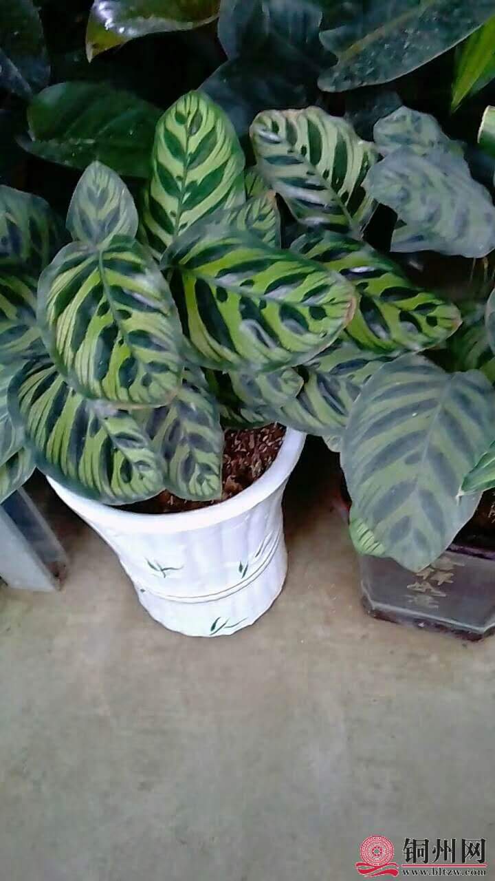 wechat_upload15706148515d9dae43bf1b7