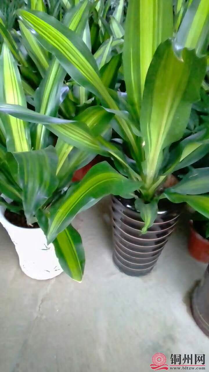 wechat_upload15706148515d9dae435d577