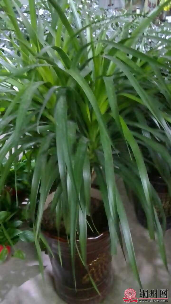 wechat_upload15706148525d9dae4425f8f