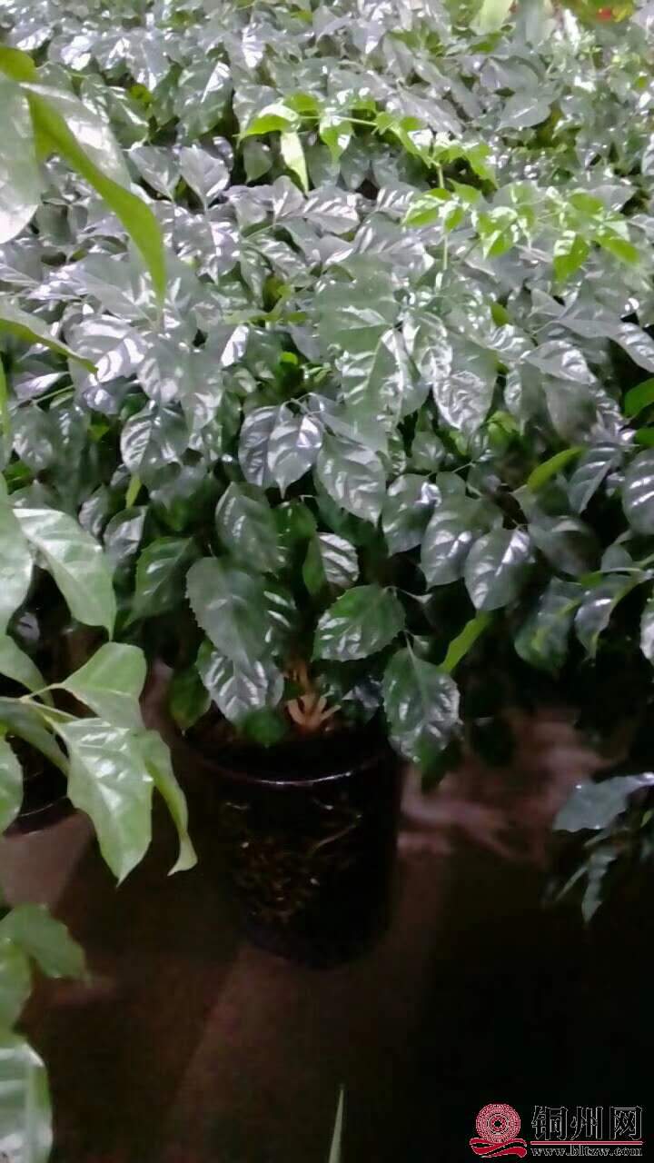 wechat_upload15706148525d9dae44967bc