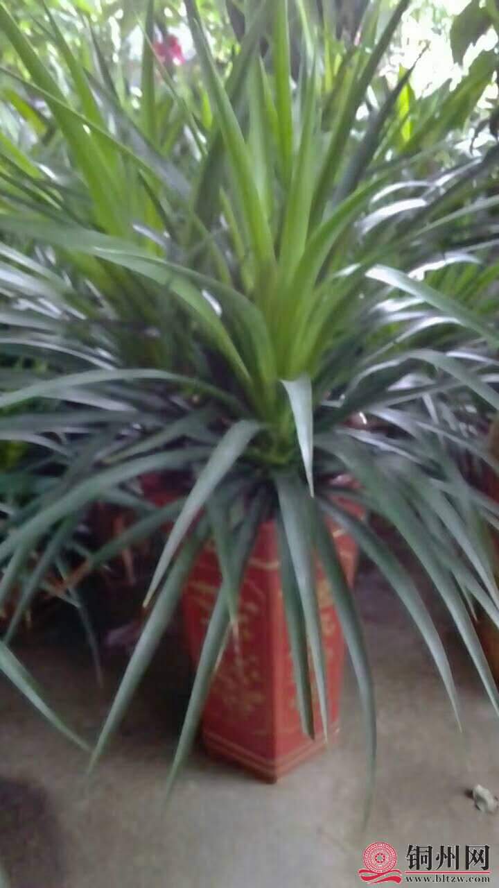 wechat_upload15706148535d9dae450648c