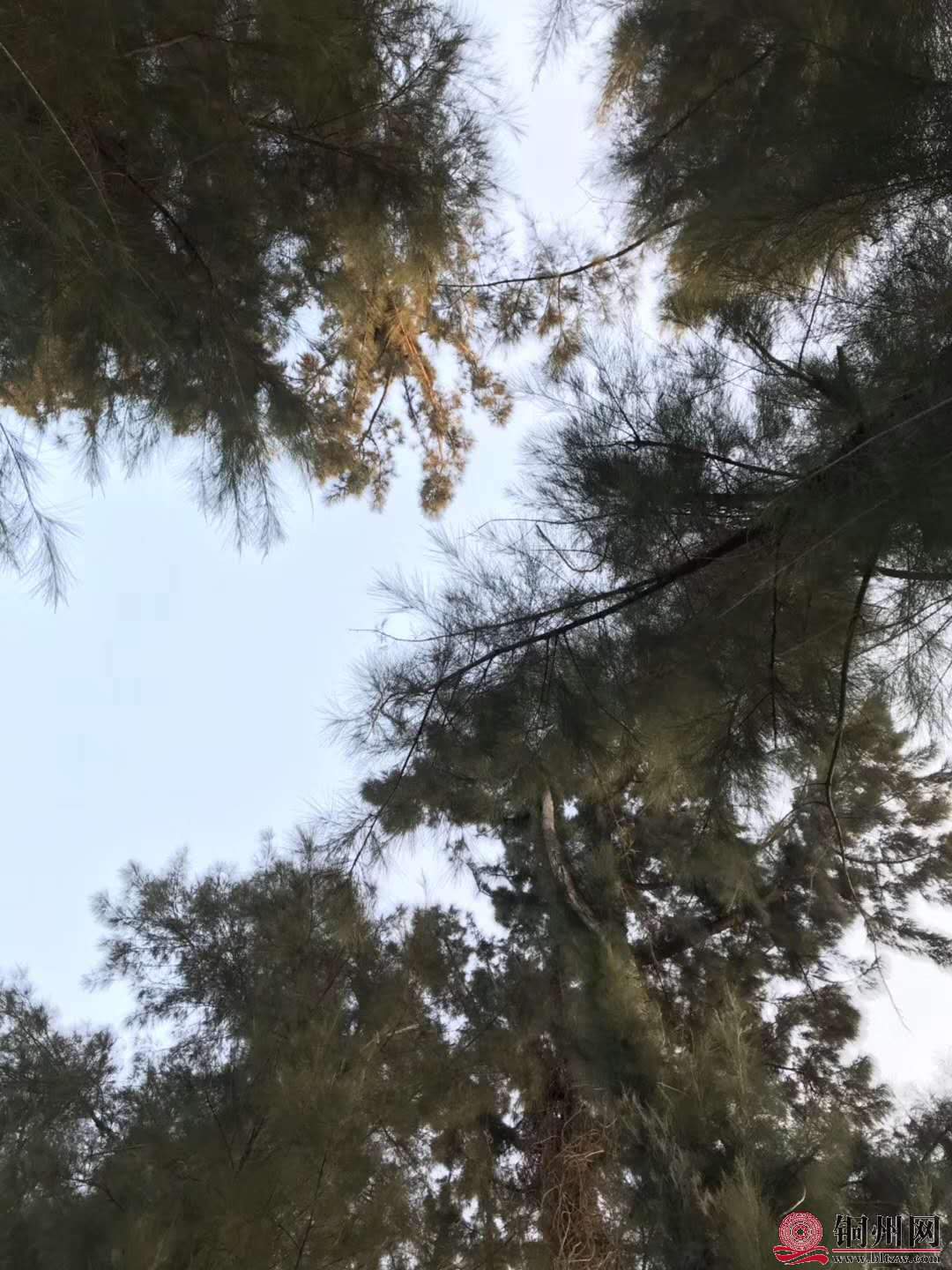 wechat_upload15763144245df4a638aeae1