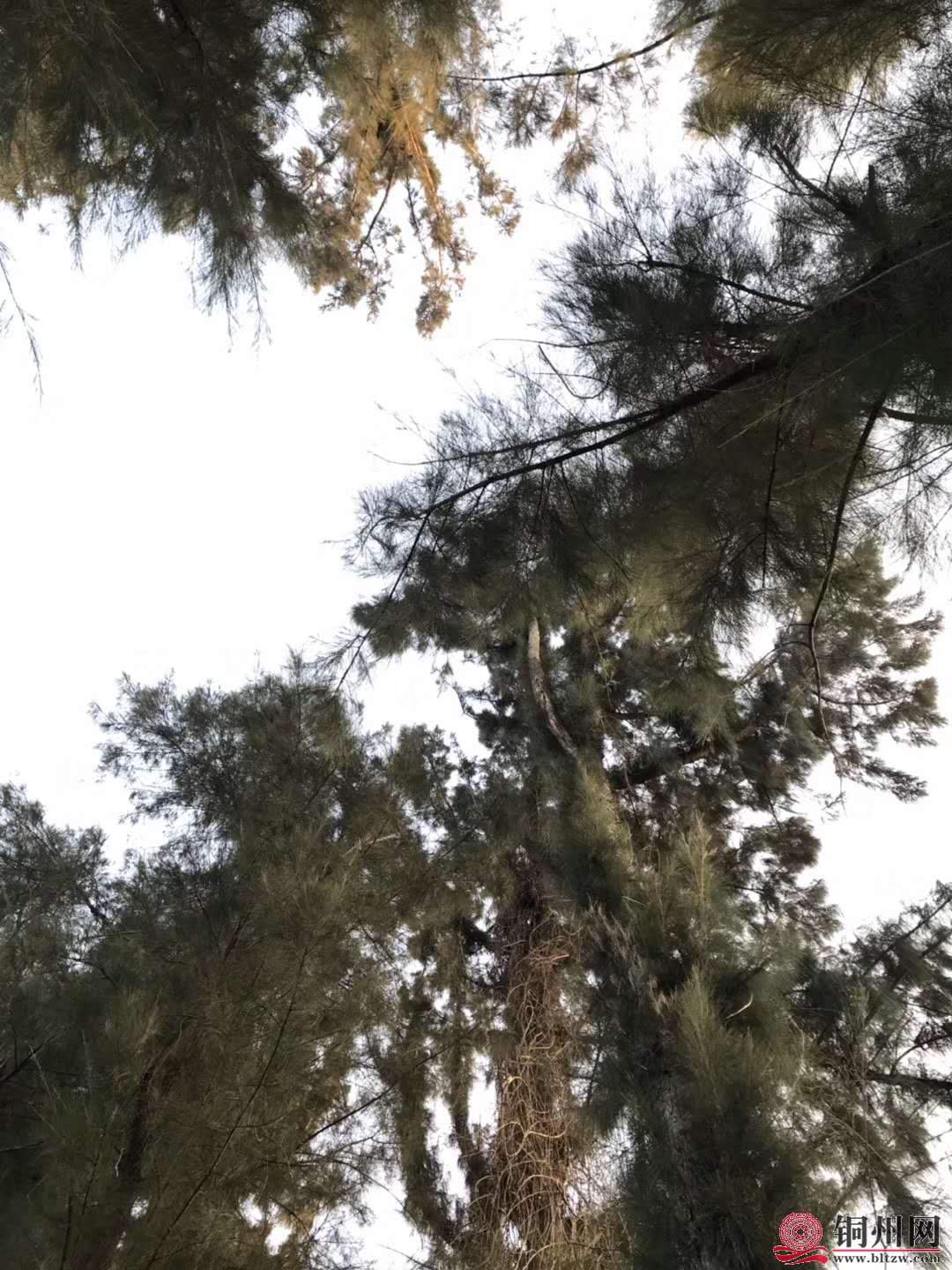 wechat_upload15763144255df4a639cc506