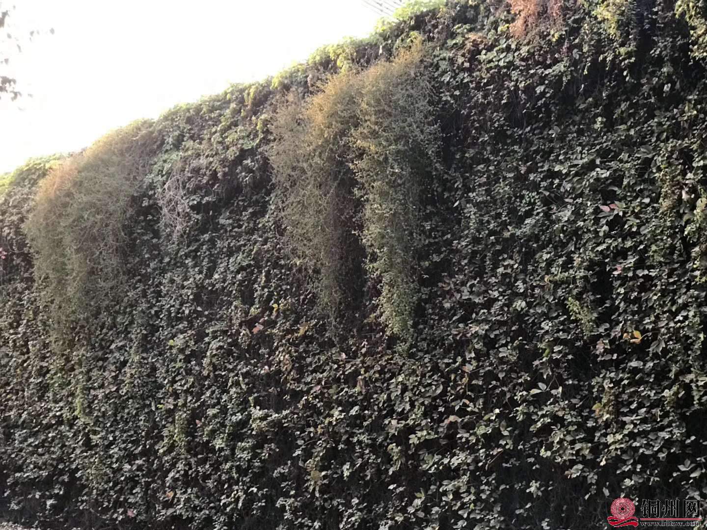 wechat_upload15763144785df4a66e2b443