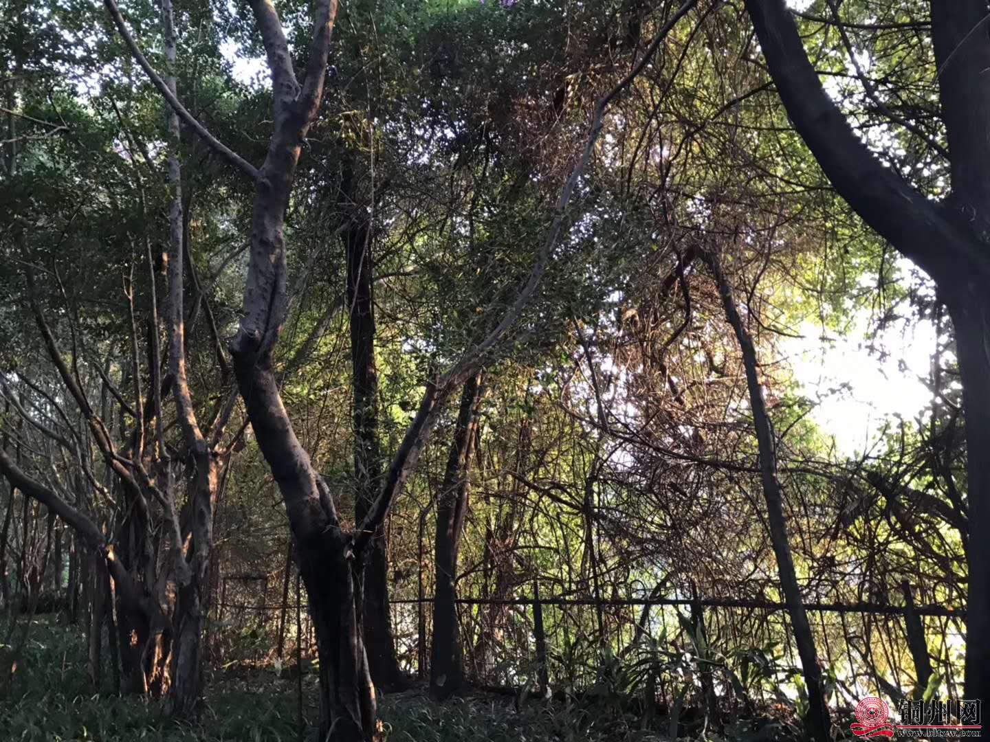 wechat_upload15763144815df4a671c46d8