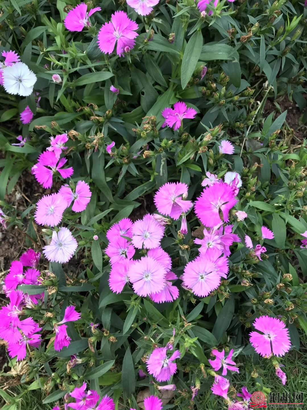 wechat_upload15763145775df4a6d16a7d5