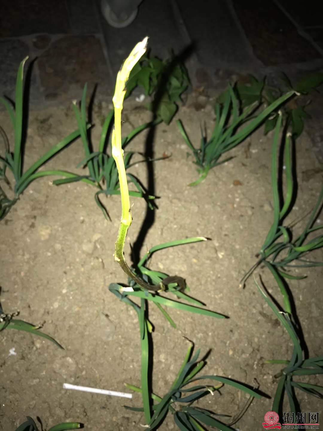 wechat_upload15873213465e9c9a028e45d