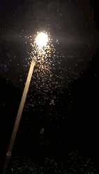 a66f24152e96f3685a02b5b038010535.gif