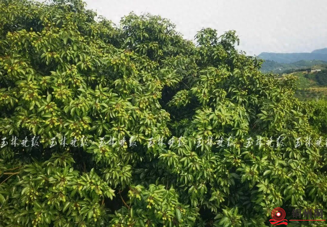 北流荔枝今年要卖14万吨，果农们最近都在忙啥？