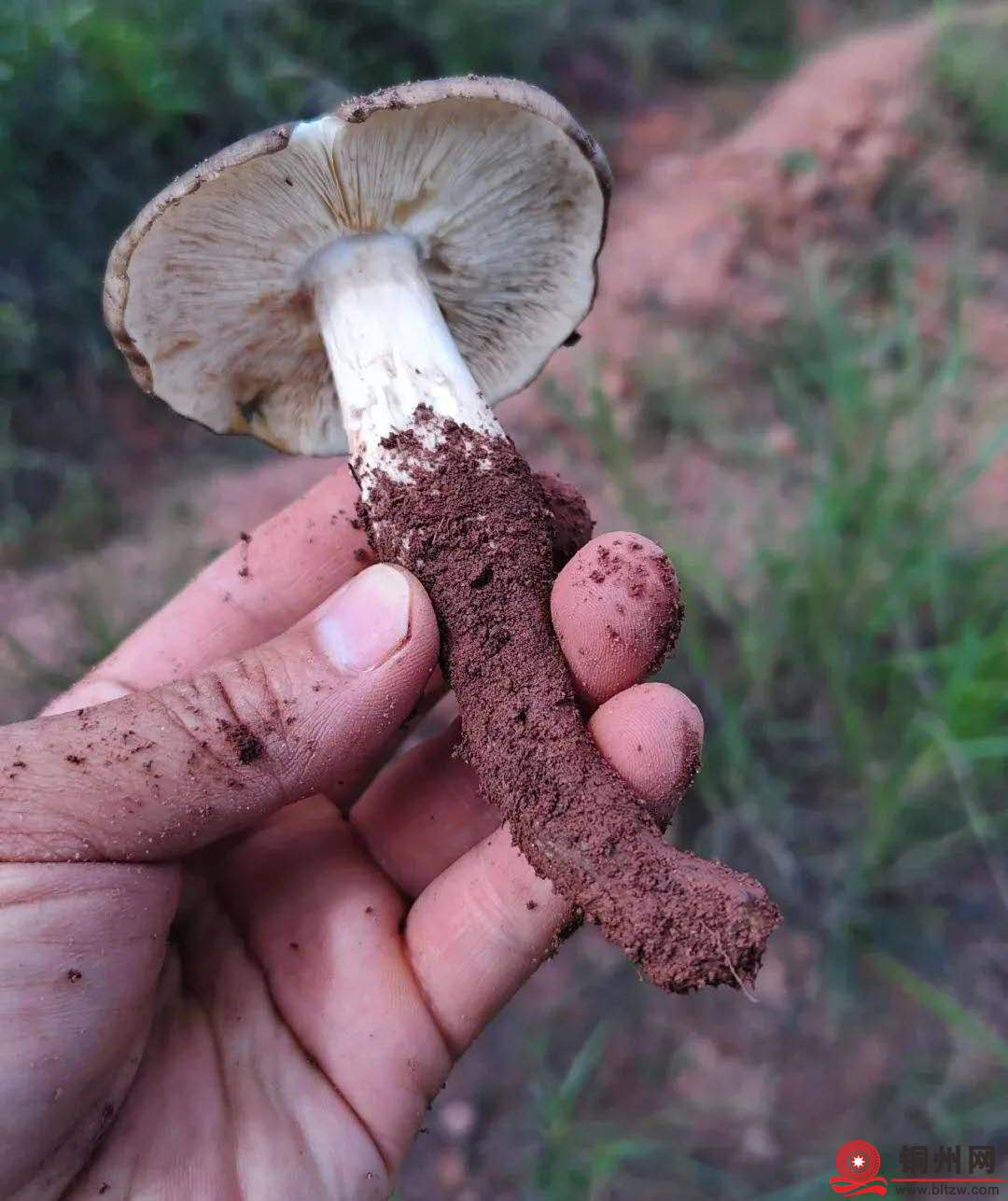 wechat_upload1752652000687758e02ba60