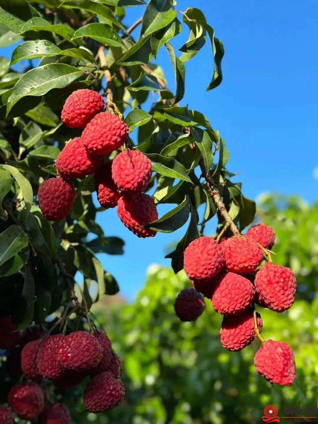 wechat_upload1762431878690c9386740cc