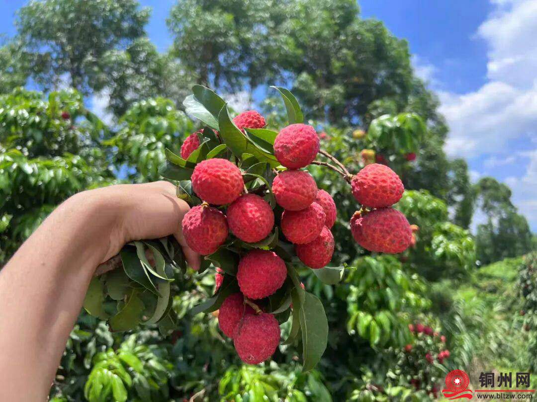 wechat_upload1762431879690c93870e58c