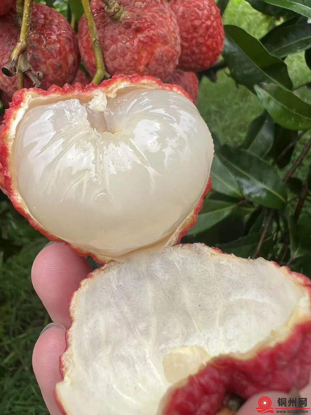 wechat_upload1762431879690c93879258c