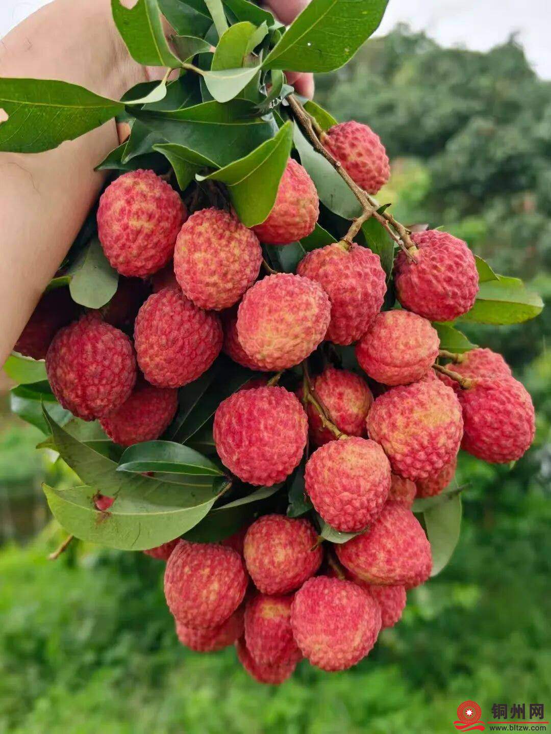 wechat_upload1762431882690c938aa83e0