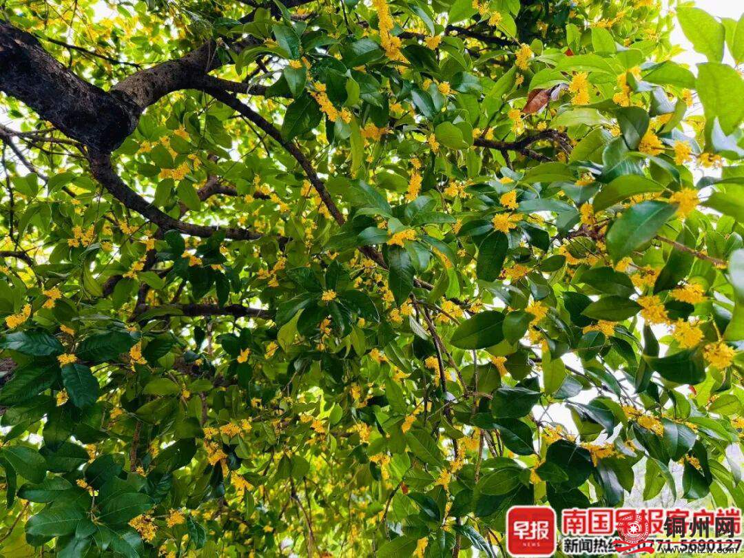 不要吃，水洗几乎无效！广西已大量出现，专家紧急提醒