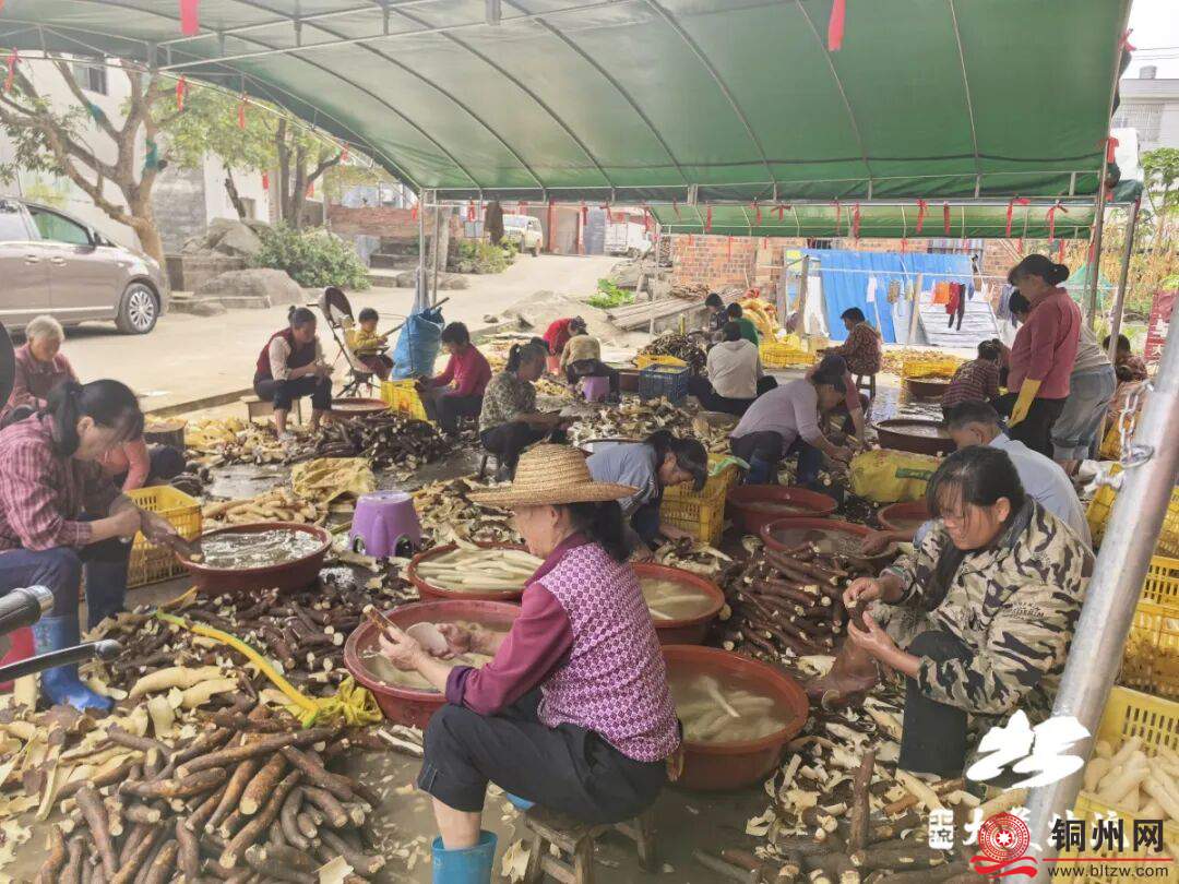 大坡外镇：黄心木薯成增收新引擎，点亮村民致富 “薯” 光