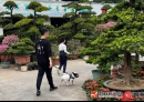 出门遛狗 请牵紧“文明绳”