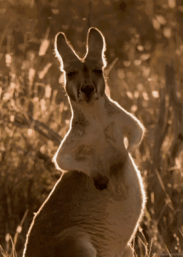 891a5db42ffb4831ada5154b6abe3905.gif