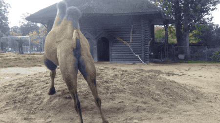ddb05234242d4a839617786dddc13a7a.gif