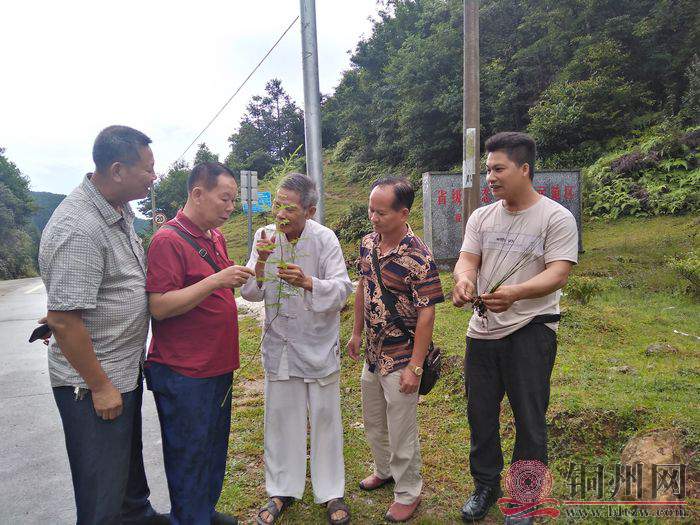 盘医生向随行的几位朋友讲解起伸筋草的药用价值.jpg