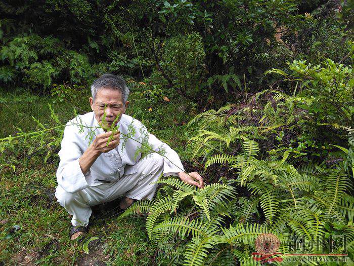 图为盘医生在高州仙人洞附近山岭找到的伸筋草药材.jpg